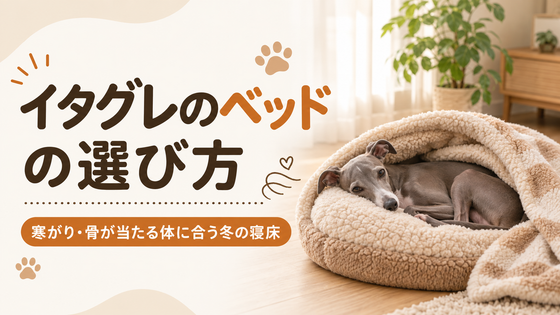 イタグレのベッドの選び方|寒がり・骨が当たる体に合う冬の寝床
