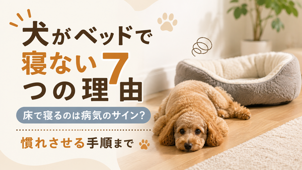 犬がベッドで寝ない7つの理由｜床で寝るのは病気のサイン？慣れさせる手順まで