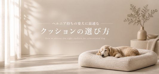 ヘルニア持ちの愛犬に最適なクッションの選び方