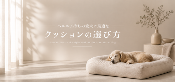 犬のヘルニアに最適なクッションの選び方｜体圧分散で腰を守るポイント