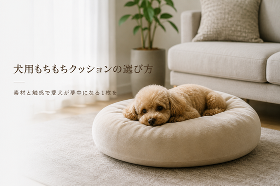 犬用もちもちクッションの選び方｜人間用との違いと素材・触感で選ぶ1枚