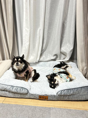 防水ソファベッドでくつろぐ服を着た2頭のチワワ
