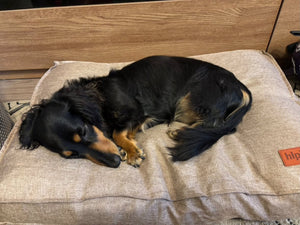クッションベッドで丸くなって眠るダックスフンド