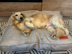 クッションベッドでお腹を見せてくつろぐクリーム色のダックスフンド