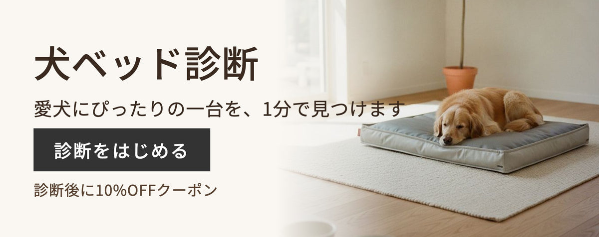 30秒でおすすめがわかる愛犬診断｜診断後に10%OFFクーポンをプレゼント